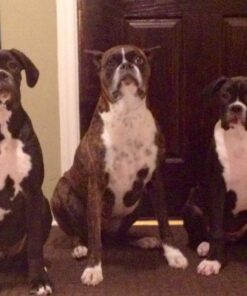 DogFresh Moisturizing Oatmeal & Baking Soda Spray, Dog Itching Skin Relief, Natural Cleansing & Deodorizing Spray, Dog Leave in Conditioner for Dry Itchy Skin, Suitable for Puppies (17oz) 23 71ZO1iyebQL