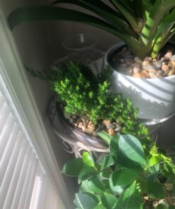 9Greenbox Best Gift Bonsai Juniper Tree, 4 Pound Style 2 25 71ZOAAxPbpL