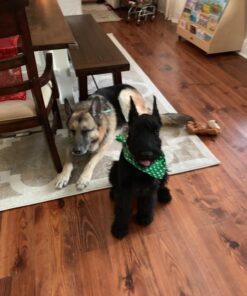 The Honest Kitchen Human Grade Dehydrated Grain Free Dog Food – Complete Meal or Dog Food Topper – Chicken 10 lb (makes 40 lbs) 10 Pound (Pack of 1) 48 71ZRKQMcVfL