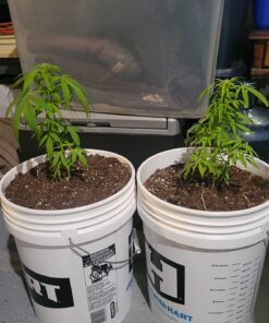 FoxFarm Ocean Forest Potting Soil, 1.5 cu ft, brown/a (FX14000) 34 71ZRNbE4DML