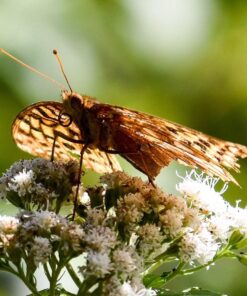 Nikon 200-500mm f/5.6E ED AF-S VR Zoom NIKKOR Lens- Bundle with 95mm Filter Kit, Flex Lens Shade, Cleaning Kit, Cap Leash, Software Package 43 71ZRgyjnHGL