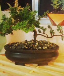 9Greenbox Best Gift Bonsai Juniper Tree, 4 Pound Style 2 31 71ZXUE6QJBL