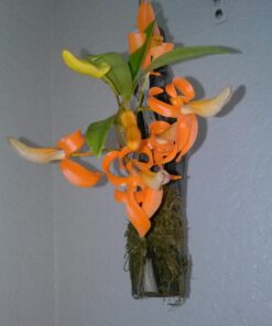 Maxicrop Liquid Seaweed (Kelp Extract, 32 Oz 25 71ZYc1CPL