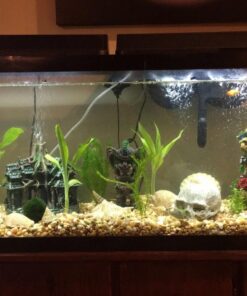 6 Plant Species Live Aquatic Plants Package - Microsorum Java Fern, Amazon, Moneywort and More! 47 71ZceGyOJLL