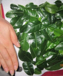 Fresh Kaffir Lime Leaves (Thai Lime Leaves) 1 Oz. ใบมะกรูด, 19 71ZczVPUiWL