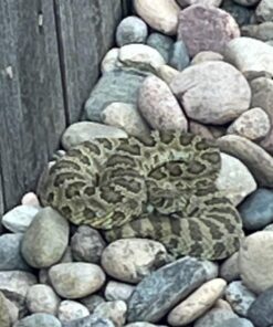 Crosman Classic Rifle Standard Packaging 24 71Zdonb17BL