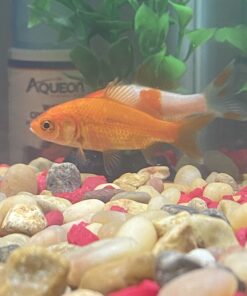 API AQUARIUM SALT Freshwater Aquarium Salt 67-Ounce Box (Packaging May Vary) 67 oz Aquarium Treatment 38 71ZecctTx3L