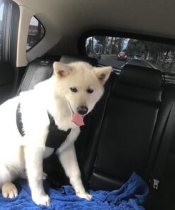 Sporn No Pull Dog Harness Large Size, Black Padded Durable Nylon Mesh Dog Harness, Breathable & Easy Dog Walking Harness for Puppy Training, Provides to All Large & Extra Large Breeds Large/XL 40 71Zey4nbfnL