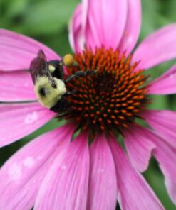 58mm Altura Photo Professional Accessory Kit for Canon EOS Rebel T8i T7i T7 T6i T6 SL3 DSLR – Wide Angle & Fisheye Lens, Filter Kit (Macro Close-Up Set, UV, CPL, ND4) & More Accessories Standard Packaging 21 71ZgKZTJAVL