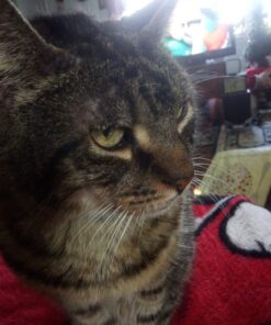 Purina Friskies Gravy Wet Cat Food Variety Pack, Tasty Treasures Prime Filets - 5.5 Ounce (Pack of 12) 5.5 Ounce (Pack of 12) 34 71ZhM5rU0NL 1