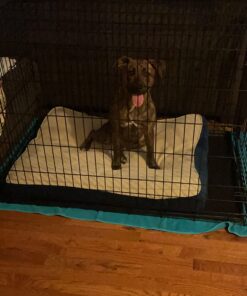 MidWest Homes for Pets Newly Enhanced Single Door iCrate Dog Crate, Includes Leak-Proof Pan, Floor Protecting Feet, Divider Panel & New Patented Features iCrate; Single Door 48.0"L x 30.0"W x 33.0"H 43 71ZjxxGlXKL