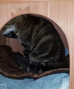 K&H Pet Products Self-Warming Crate Pad, Warming Dog Crate Bed, Machine Washable Dog Crate Mat, Mocha X-Small 14 x 22 Inches 22.0"L x 14.0"W x 1.0"Th 55 71Zk1oCjNNL