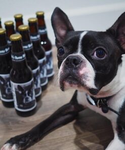 Northern Brewer - Essential Brew. Share. Enjoy. HomeBrewing Starter Set, Equipment and Recipe for 5 Gallon Batches (Block Party Amber) Essential w/ Block Party 57 71Zo4rwPsL