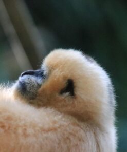 Tamron SP 150-600mm F/5-6.3 Di VC USD G2 for Canon Digital SLR Cameras Lens Only 58 71ZoSiPF8FL