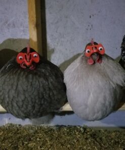 Weilan 21 PCS Pinless Peepers with Pliers Chicken Peepers Eye Glasses Pheasant Poultry Blinders Spectacles Anti-Pecking Plier Tool(Red) 21 Pcs Red Large 29 71ZqAC9eK0L