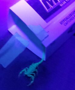 Trapper Max Free Mouse Glue Boards-12 Boards 8 71ZqE8fWkmL