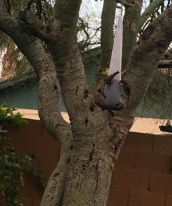 More Birds Finch Sock Bird Feeder, Nyjer or Thistle Seed, 2 lb Seed Capacity, 2 Pack 17 71ZuRlN4ERL