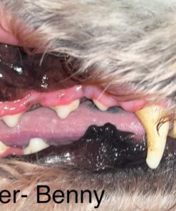 Vet’s Best Enzymatic Dog Toothpaste | Teeth Cleaning and Fresh Breath Dental Care Gel | Vet Formulated | 3.5 Ounces 1 Count 34 71ZuxlXrDhL