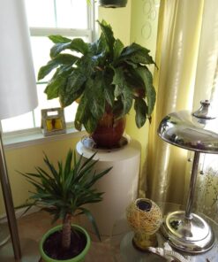 Humboldts Secret Golden Tree: Best Plant Food for Plants & Trees - All-in-One Concentrated Additive - Vegetables, Flowers, Fruits, Lawns, Roses, Tomatoes & More (16 Ounce) 16 Ounce 39 71ZwhNvTfvL