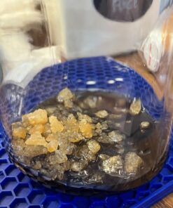 Quarter Cup Florida Sun Kefir Exclusive LIVE Prickly Pear Cactus Nodules Virgin Water Kefir Grains Unused 24 71Zxxx7cwvL