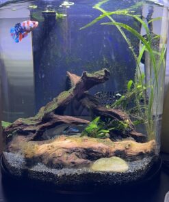 Seachem Indoor Purigen Organic Filtration Resin - Fresh and Saltwater 100 ml 35 71a FF9I vL