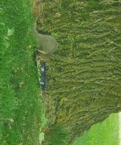 Audubon Park 12243 Critter Crunch Wild Bird and Critter Food, 15-Pounds 37 71a wPIT92L