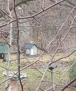 Wagner's 62032 Cardinal Blend Wild Bird Food, 6-Pound Bag 1-Pack 26 71a1joSyO9L