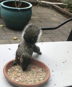 Kaytee Backyard Wildlife Food Blend For Wild Squirrels, Chipmunks, Rabbits and Other Backyard Wildlife, 5 Pound 5 Pound (Pack of 1) 37 71a24hETFRL