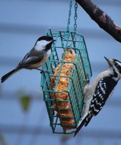 Cole's FS16 Flaming Squirrel Seed Sauce, 16-Ounce 1 36 71a29gPjRSL