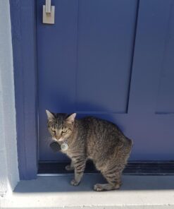 Tile Slim (2016) Accessory Bundle - Discontinued by Manufacturer 35 71a2CG2raWL