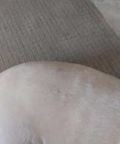 Pet Honesty Dog Allergy Relief Immunity - Chews, Probiotics for Dogs, Seasonal Allergies, Skin and Coat Supplement, Itch Support Supplement (Salmon) Salmon Single 41 71a2eLNg6L