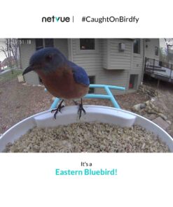 NETVUE Birdfy Lite - Smart Bird Feeder with Camera Solar Powered, Bird Watching Camera Wireless, Auto Capture Bird Videos & Motion Detection, Ideal Gift for Christmas Blue 37 71a3nDNz2 L
