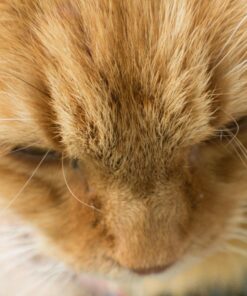 Altura Photo 58MM 0.35x Fisheye Canon Wide Angle Lens (w/Macro Portion) for DSLR Cameras EOS Rebel 70D 77D 80D 90D T8i T7 T7i T6i T6s T6 T5i T5 T4i T3i T100 SL1 SL2 SL3 - Canon Mount 57 71a6h2B 9 L