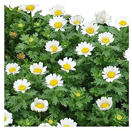 6000 Creeping Daisy Seeds - Annual, Full Sun Daisy