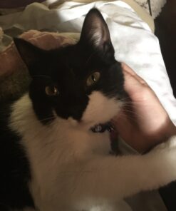 Purina Pro Plan Urinary Tract - (24) 3 oz. Pull-Top Cans 3.00 Ounce (Pack of 24) 22 71a9hiqxRbL