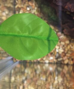 Blue Spotted Betta Plant Leaf Pad for Betta Fish, Tropical Fish Aquariums & Saltwater Fish Aquariums 1 Pack 19 71aA51RCCyL