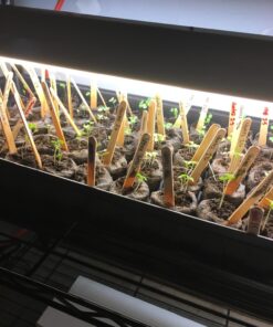 Heirloom Vegetable Seeds Non GMO Survival Seed Kit - Part of Our Legacy and Heritage - 50 Varieties 100% Naturally Grown- Best for Gardeners Who Raise Their Own Healthy Food 1 46 71aC4JyAMfL