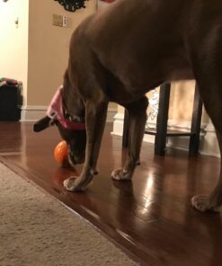 Pet Botanics Training Rewards Mini Treats For Dogs, Bacon, 4 Oz. 4 Ounce (Pack of 1) 28 71aDWJoViwL