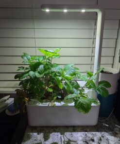 Click and Grow SGR24x3 Smart Garden Wild Strawberry Plant Pods, 3-Pack 39 71aDov CnL