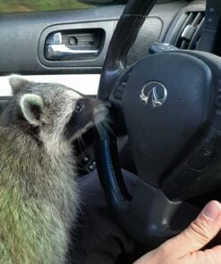 PetAg KMR Kitten Milk Replacer Powder - Prebiotics and Probiotics for Newborn to 6 Week - 12 oz Powdered Drink Mix 12 Ounce (Pack of 1) 31 71aE1xmZ9DL