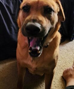 Dna My Dog Essential Test –Breed ID Test Mixed Breed Identification, Personality Traits, for Puppies to Adult Dogs, Non-Invasive Cheek Swab 37 71aF6c8AqL