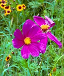 Eden Brothers Southeast Wildflower Mixed Seeds for Planting, 1 lb, 480,000+ Seeds with Cornflower, Blanket Flower | Attracts Pollinators, Plant in Spring or Fall, Zones 3, 4, 5, 6, 7, 8, 9, 10 1 Pound 43 71aG NNdusL