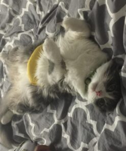 Yeowww! Yellow Banana Catnip Toy (2 Pack) 24 71aHf4XNk6L