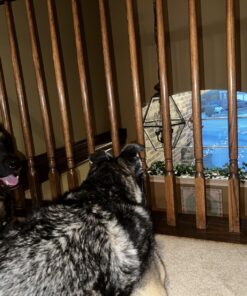 Tibet Almond Stick Scratch Remover Most Amazing Wooden Surface Stain Remover And Give Perfect New Look To Wood Products Colorless 31 71aHgsminjL