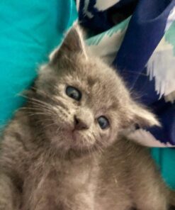 Royal Canin Feline Health Nutrition Kitten Dry Cat Food, 15 lb bag 15 Pound (Pack of 1) 32 71aK2fWPRVL