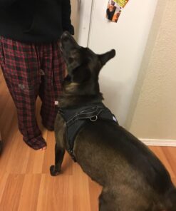 Hamilton Beach Stay or Go Blender with 32oz Jar, 8oz Grinder for Nuts & Spices, and 2 Portable Cups with Drinking Lids for Shakes and Smoothies, BPA Free, Black and Silver (52400) 29 71aKoXLk70L 1