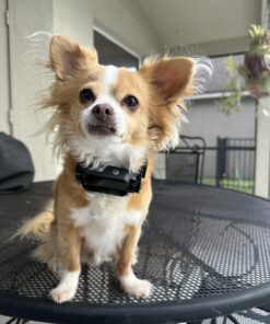 Dog Bark Collar, DINJOO Bark Collar for Large Medium Small Dogs,Smart Bark Collar,Rechargeable Anti Barking Training Collar with 8 Adjustable Sensitivity,Bark Shock Collar with Beep (Black) Black 35 71aLTmJFccL