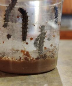 Butterfly Garden: Farm Habitat and Live Cup of Caterpillars – Life Science & STEM Education Butterfly Farm 39 71aMyiGCJEL 1