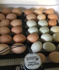 HovaBator 2370 Egg Incubator Deluxe Combo Kit, Electronic Thermostat, Circulating Air Fan, Automatic Egg Turner, Hygrometer for Humidity Measurement, Quail - Goose Hatching Eggs, Poultry 34 71aOXcgwbDL