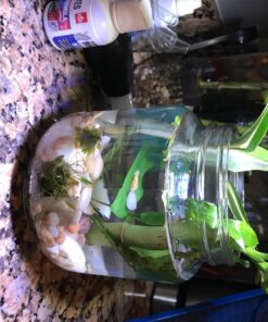 Cornucopia Brands 64oz Clear Wide-mouth Glass Jar, BPA free Food Grade w/Metal Lid (Half Gallon); 2 Quart Jar to Make Greek Yogurt/Kefir or Pickles 1 31 71aPsEx5uEL